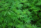 Drogen Cannabis Blätter